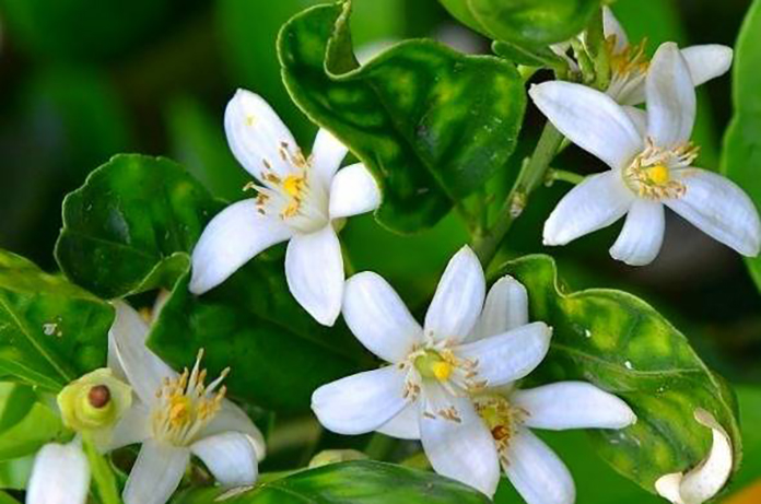 عرق بهار نارنج، گوهری از دل طبیعت