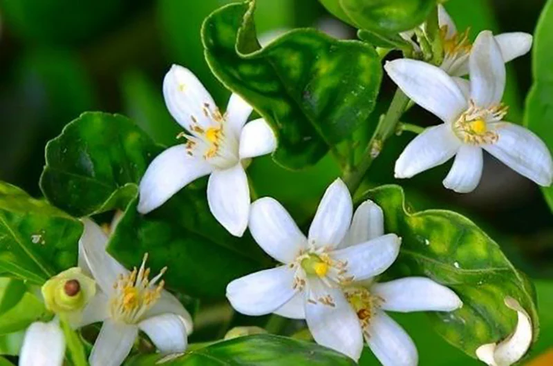 عرق بهار نارنج، گوهری از دل طبیعت