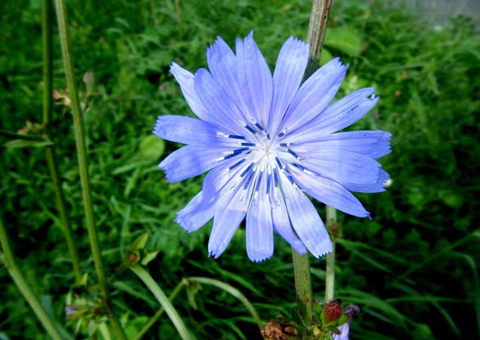 عرق کاسنی ، گنجینه‌ای از طبیعت برای سلامتی